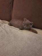 Laaste kater britsekorthaar mag nesje verlate +31620154839🥰, Meerdere dieren, Ontwormd, 0 tot 2 jaar