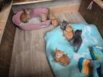 Prachtig rood grijs Britse langhaar Maincoon x htk kittens, Dieren en Toebehoren, Katten en Kittens | Raskatten | Langhaar, Poes