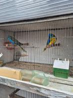 Te koop  2 turqusine parkiet mannen, Dieren en Toebehoren, Mannelijk, Parkiet