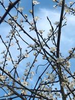 Pruimenboom 150cm hoog, Tuin en Terras, Planten | Bomen, Ophalen of Verzenden