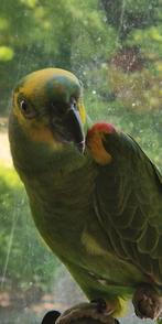 Blauwvoorhoofd amazone mannetje, Dieren en Toebehoren, Vogels | Parkieten en Papegaaien, Mannelijk, Papegaai, Tam