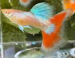 ️♦️ Albino Blue Singa Red Tail guppen️ ♦️, Dieren en Toebehoren, Vis, Zoetwatervis, Schoolvis
