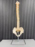 Anatomisch model wervelkolom met bekken, Ophalen, Zo goed als nieuw, Apparaat
