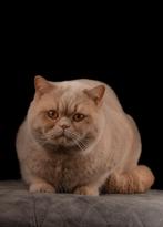 Prachtige crème dekkater Britse korthaar