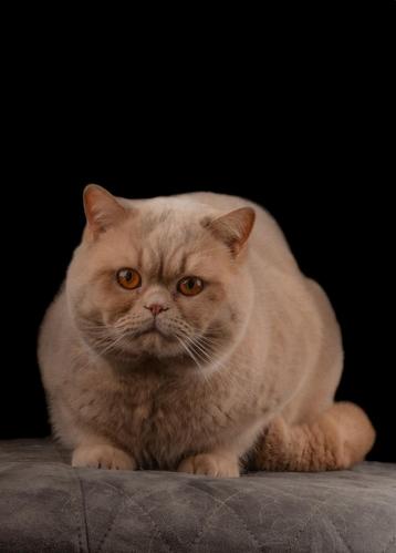 Prachtige crème dekkater Britse korthaar  beschikbaar voor biedingen