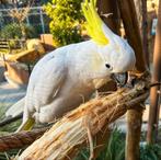 gezocht geelkuif kaketoes, Dieren en Toebehoren, Vogels | Parkieten en Papegaaien, Meerdere dieren, Papegaai