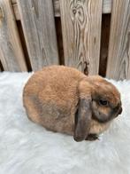 Lieve nhd voedster, Meerdere dieren, Dwerg