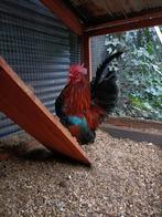 Serama, Dieren en Toebehoren, Pluimvee, Mannelijk, Kip