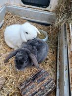 Konijnen, Dieren en Toebehoren, Konijnen, Meerdere dieren, Dwerg, Hangoor, 0 tot 2 jaar