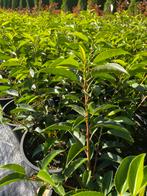 Portugese laurier 30cm ,Photinia red robin 40cm inpot €2, Tuin en Terras, Ophalen, Overige soorten, Halfschaduw