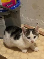 Kittens, Dieren en Toebehoren, Katten en Kittens | Overige Katten, Poes, Kortharig, 0 tot 2 jaar