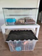 Terrarium / hamsterhok met toebehoren en evt kast., Minder dan 75 cm, Zo goed als nieuw, Hok, Ophalen