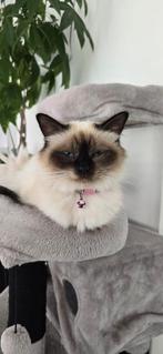 Onze poes is Vermist!!!!!! Omstreeks renkum, Dieren en Toebehoren, Vermiste en Gevonden Dieren, Kat