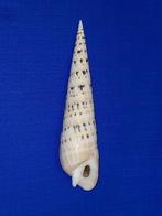 schelpen, Oxymeris maculata, Ophalen of Verzenden, Schelp(en)