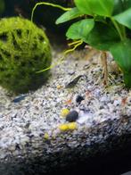 Baby garnalen., Kreeft, Krab of Garnaal