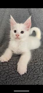 Lieve maine coon kittens met stamboom, Meerdere dieren, Gechipt, 0 tot 2 jaar