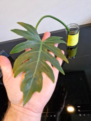 Philodendron Radiatum gewortelde stek beschikbaar voor biedingen