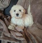 Goldendoodle, golden retriever, doodle, Dieren en Toebehoren, 8 tot 15 weken, Meerdere, Nederland, Fokker | Hobbymatig