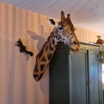 Opgezette Giraffe Kop, Ophalen
