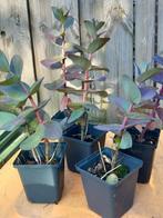 Sedum Matrona  vetplant vaste plant, Vaste plant, Halfschaduw, Zomer, Ophalen