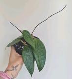 Twee x 2 stekken Hoya latifolia, Ophalen of Verzenden, Overige soorten, Minder dan 100 cm