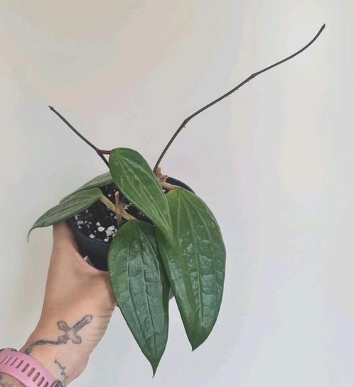 Twee x 2 stekken Hoya latifolia, Huis en Inrichting, Kamerplanten, Overige soorten, Minder dan 100 cm, Ophalen of Verzenden