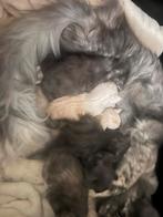 Maine coon kittens, Dieren en Toebehoren, Meerdere dieren, 0 tot 2 jaar