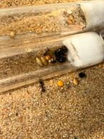 Messor barbarus mieren kolonie tekoop, Dieren en Toebehoren, Insecten en Spinnen, Bijen