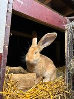 Gele raszuivere ingeënte vlaamse reuzen, Dieren en Toebehoren, Meerdere dieren, Groot, 0 tot 2 jaar