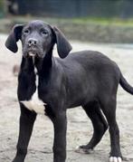 Duitse dog kruising pups nog 1 teefje  beschikbaa, Dieren en Toebehoren, Honden | Niet-rashonden, CDV (hondenziekte), Particulier
