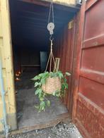 Hangplant in mand, Huis en Inrichting, Ophalen, Halfschaduw, Minder dan 100 cm