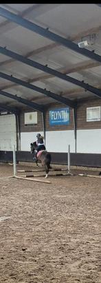 Verzorg-/ leasepony gezocht., Ophalen of Verzenden