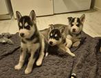 Siberische Husky pups, Dieren en Toebehoren, Honden | Poolhonden, Keeshonden en Oertypen, 8 tot 15 weken, Poolhond, Meerdere, Meerdere dieren