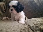 Boomer reutje  boomerpup x shih tzu, Dieren en Toebehoren, 8 tot 15 weken, Eén hond, Nederland, Particulier