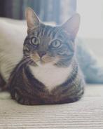 We zoeken een nieuw huisje voor onze poes, Dieren en Toebehoren, Katten en Kittens | Overige Katten, Poes, Kortharig, 6 jaar of ouder