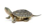 Baby Mauremys Sinensis | Chinese streepnek waterschildpad, Dieren en Toebehoren, Reptielen en Amfibieën, 0 tot 2 jaar, Schildpad