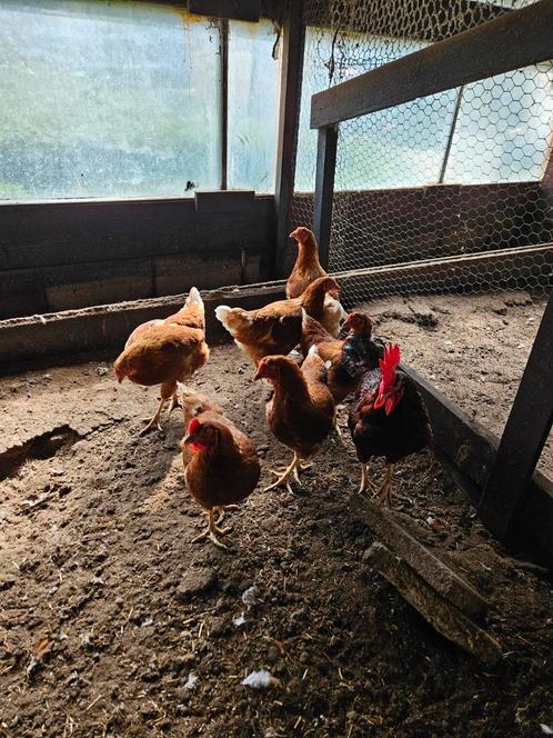 Leghen broedeieren te koop, Dieren en Toebehoren, Pluimvee, Kip, Geslacht onbekend