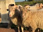 Te koop Ouessant  rammen, Dieren en Toebehoren, Schapen, Geiten en Varkens, Mannelijk, Schaap