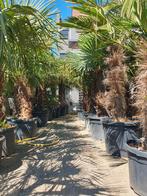Palmbomen/ palmboom, Ophalen, Zomer, Volle zon, Palmboom