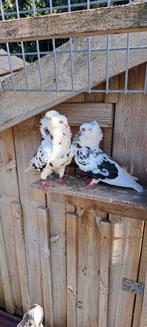 Te koop sierduiven Oudhollands kapucijnen duiven, Dieren en Toebehoren, Meerdere dieren, Overige soorten