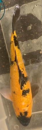 Japanse Nishikigoi vanaf 1,- per cm babykoi tot 65cm, Karper of Koi