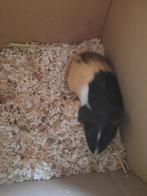 Cavia, Cavia, Juni, Vrouwelijk, Tam
