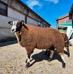 Dek rammen te koop, Dieren en Toebehoren, Schapen, Geiten en Varkens, Mannelijk, Schaap