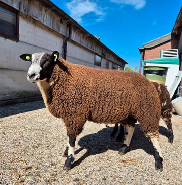 Dek rammen te koop beschikbaar voor biedingen