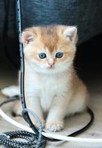 British shorthair golden shaded, Dieren en Toebehoren, Katten en Kittens | Raskatten | Korthaar, Ontwormd
