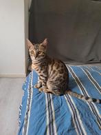 Prachtige sneeuw bengaal kitten te koop, Dieren en Toebehoren, Katten en Kittens | Raskatten | Korthaar, Poes