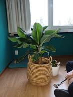 Grote bananenplant., Ophalen, Halfschaduw, Minder dan 100 cm