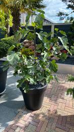 Mooie vijgenboom. 3 in 1 pot. Kant en klaar, Tuin en Terras, Ophalen of Verzenden, Zomer, Overige soorten, Volle zon