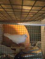 Duiven 5 stuks, Overige soorten