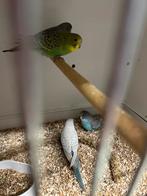 2 x jonge grasparkieten, Dieren en Toebehoren, Meerdere dieren, Parkiet